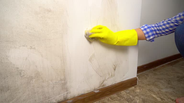 Biohazard Mold Removal in Pleasureville, PA