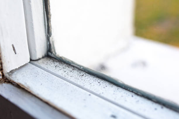 Best Basement Mold Removal  in Pleasureville, PA