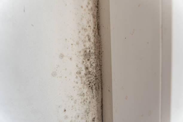 Pleasureville, PA Mold Removal Company